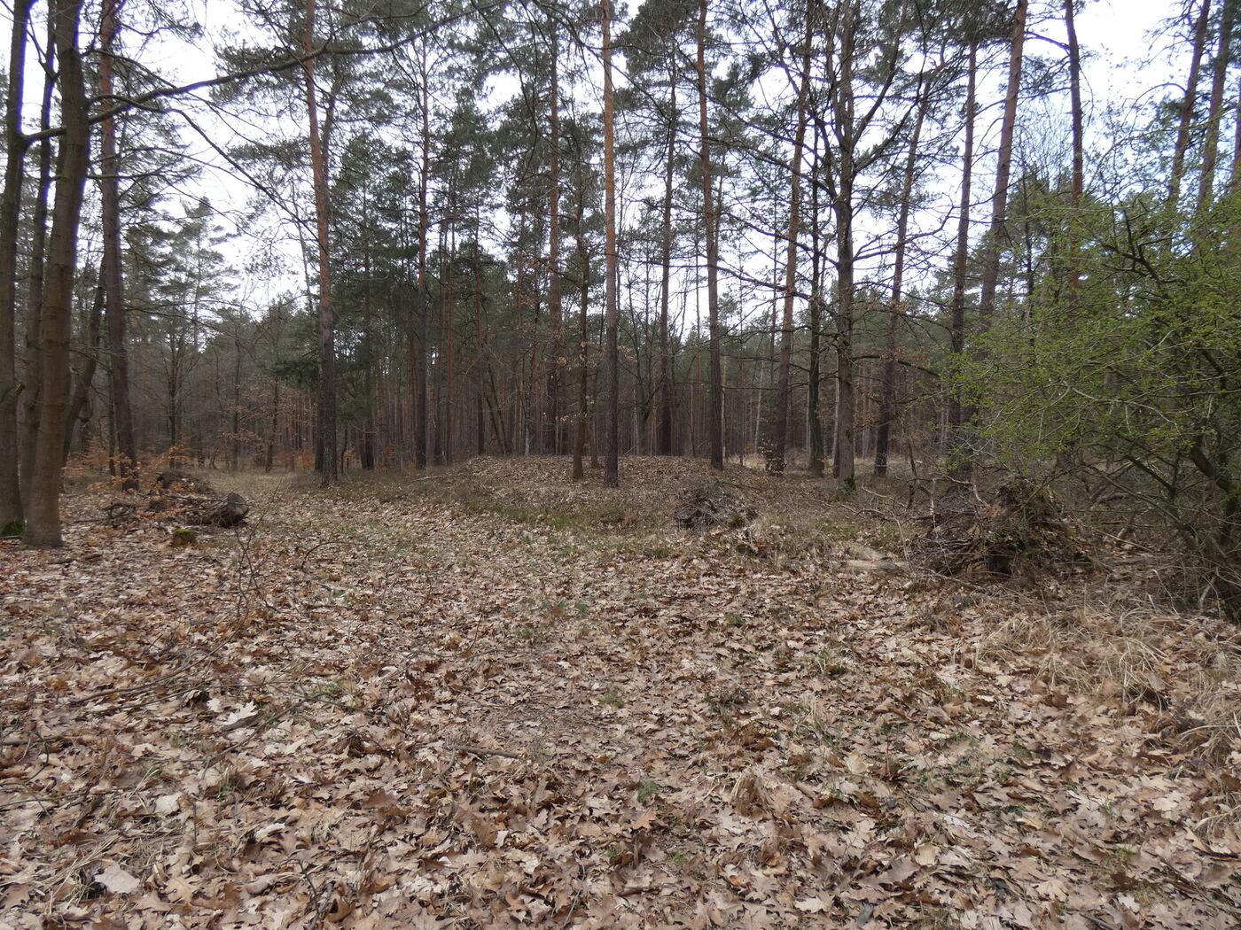 Hügelgräber in der Heide